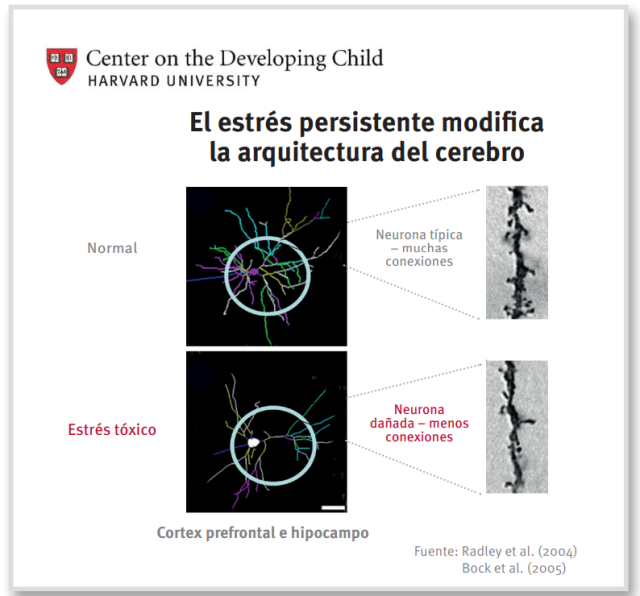 Efectos del extrés en las neuronas durante la infancia